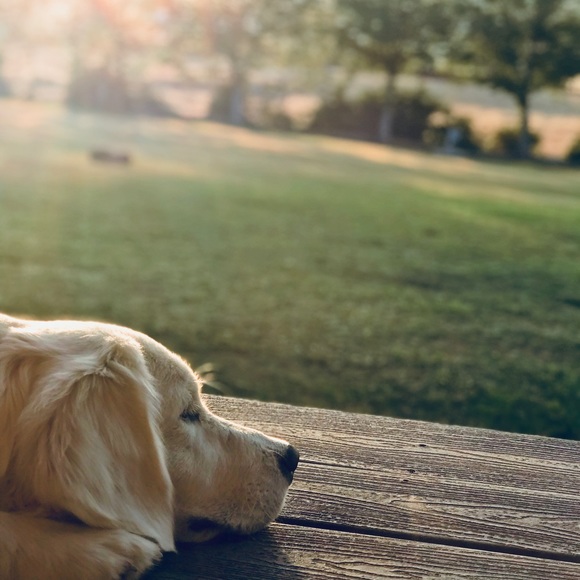 Meet your Posher, Reese - Picture 1 of 1